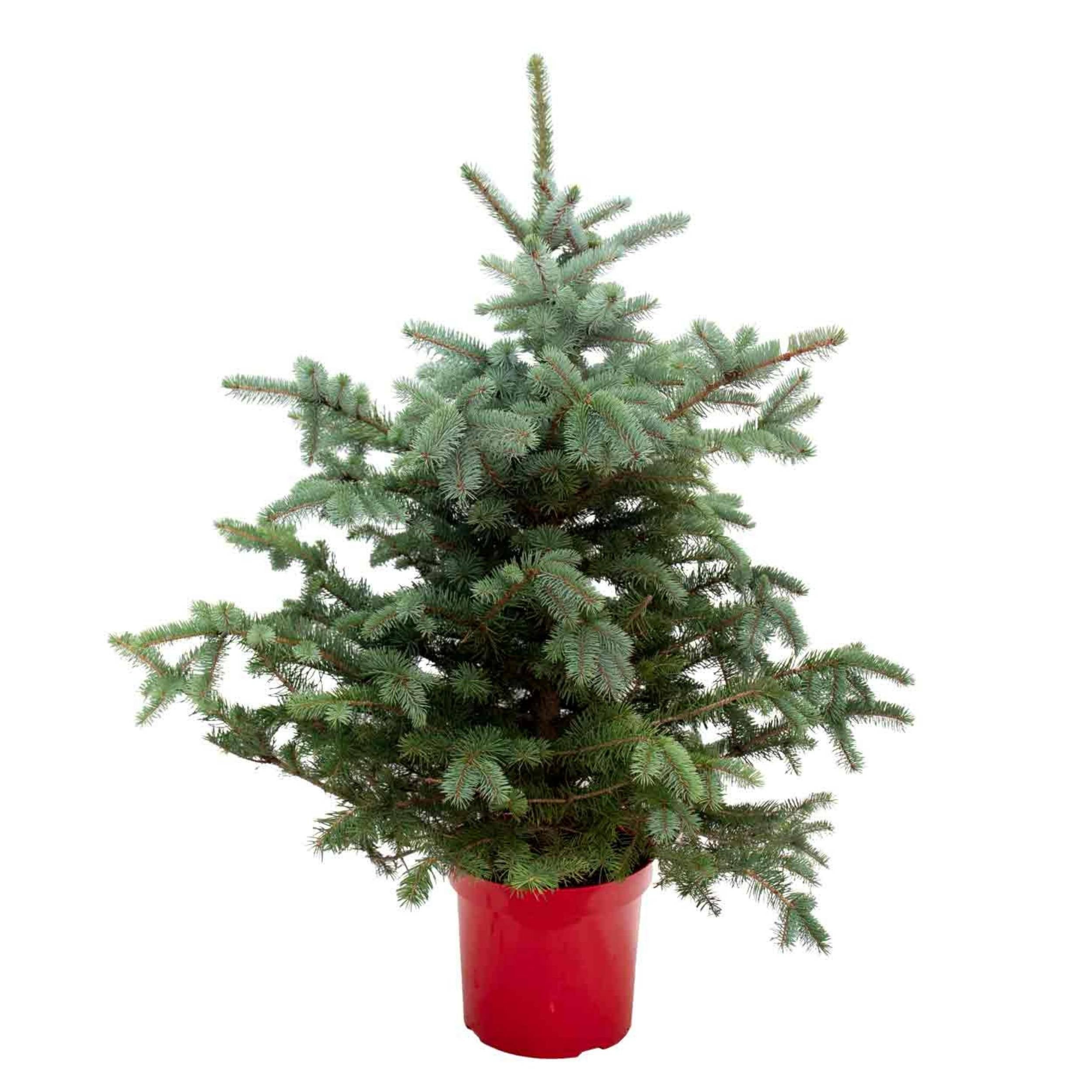 planta de exterior pinheiro árvore de natal natural picea pungens super blue abeto azul grande em vaso de plástico